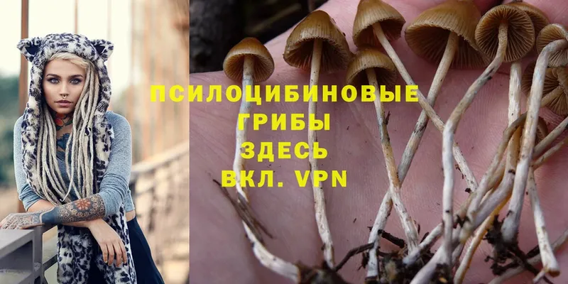 Псилоцибиновые грибы Magic Shrooms  где можно купить   Костерёво 